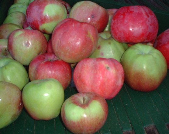Apple Northern Spy