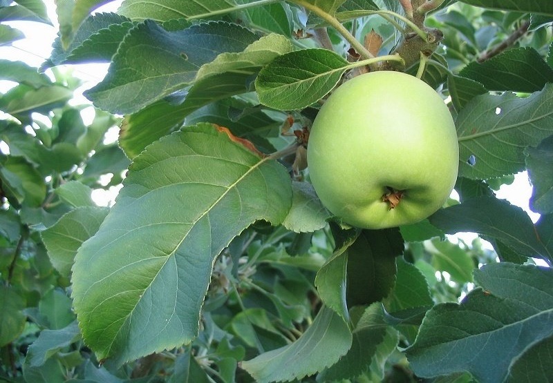 Malus, Apple Granny Smith