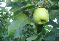 Malus, Apple 'Granny Smith'
