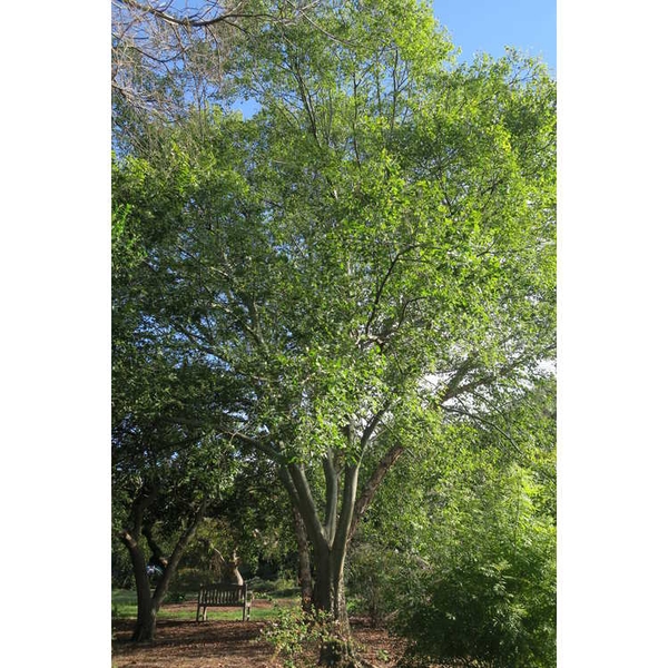 Dwarf Hackberry, Georgia Hackberry, Small Hackberry