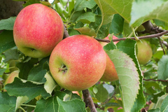Malus, Apple 'Jonagold'