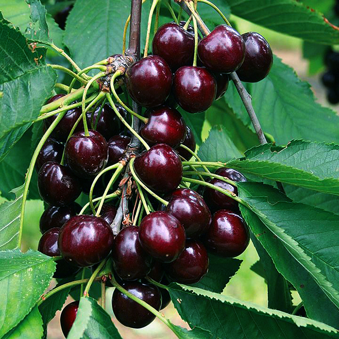 Sweet Cherry Van