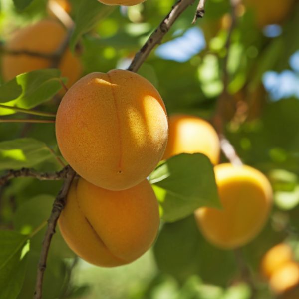 Apricot Chinese