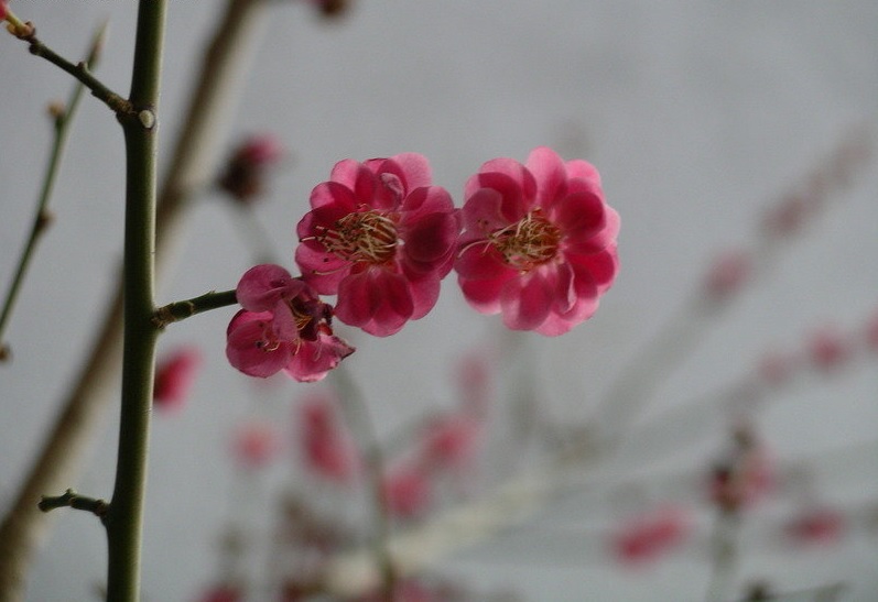 Japanese Flowering Apricot Matsubara Red