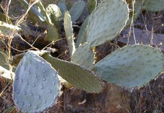 Opuntia Species, Smooth Prickly Pear, Tulip Prickly Pear, Spineless Prickly Pear