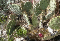 Opuntia Species, Prickly Pear Cactus, Tulip Prickly Pear