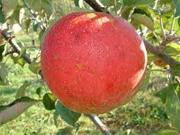 Apple Abram
