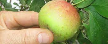 Apple Bietigheimer