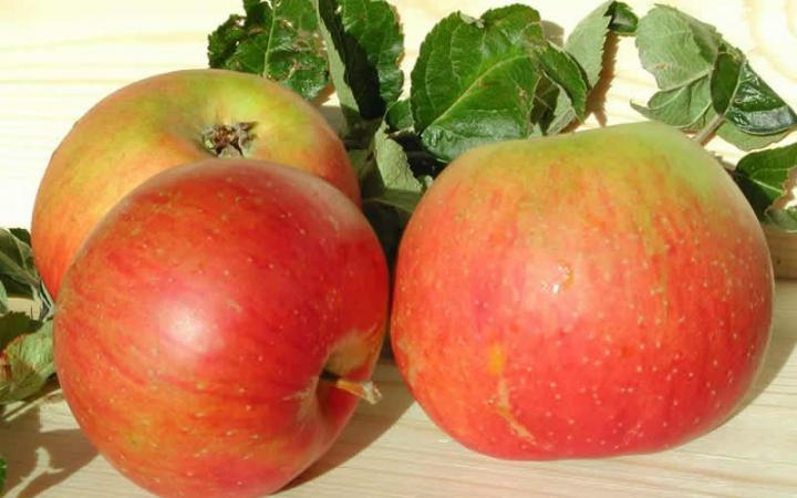 Apple Blenheim Orange