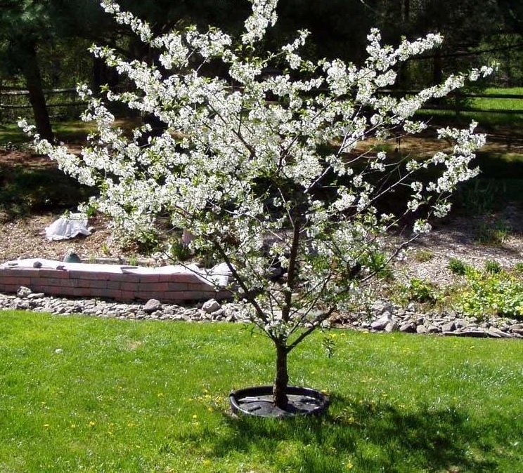 Sour Cherry, Pie Cherry Mesabi