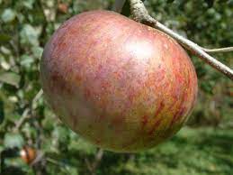 Apple Carters Blue