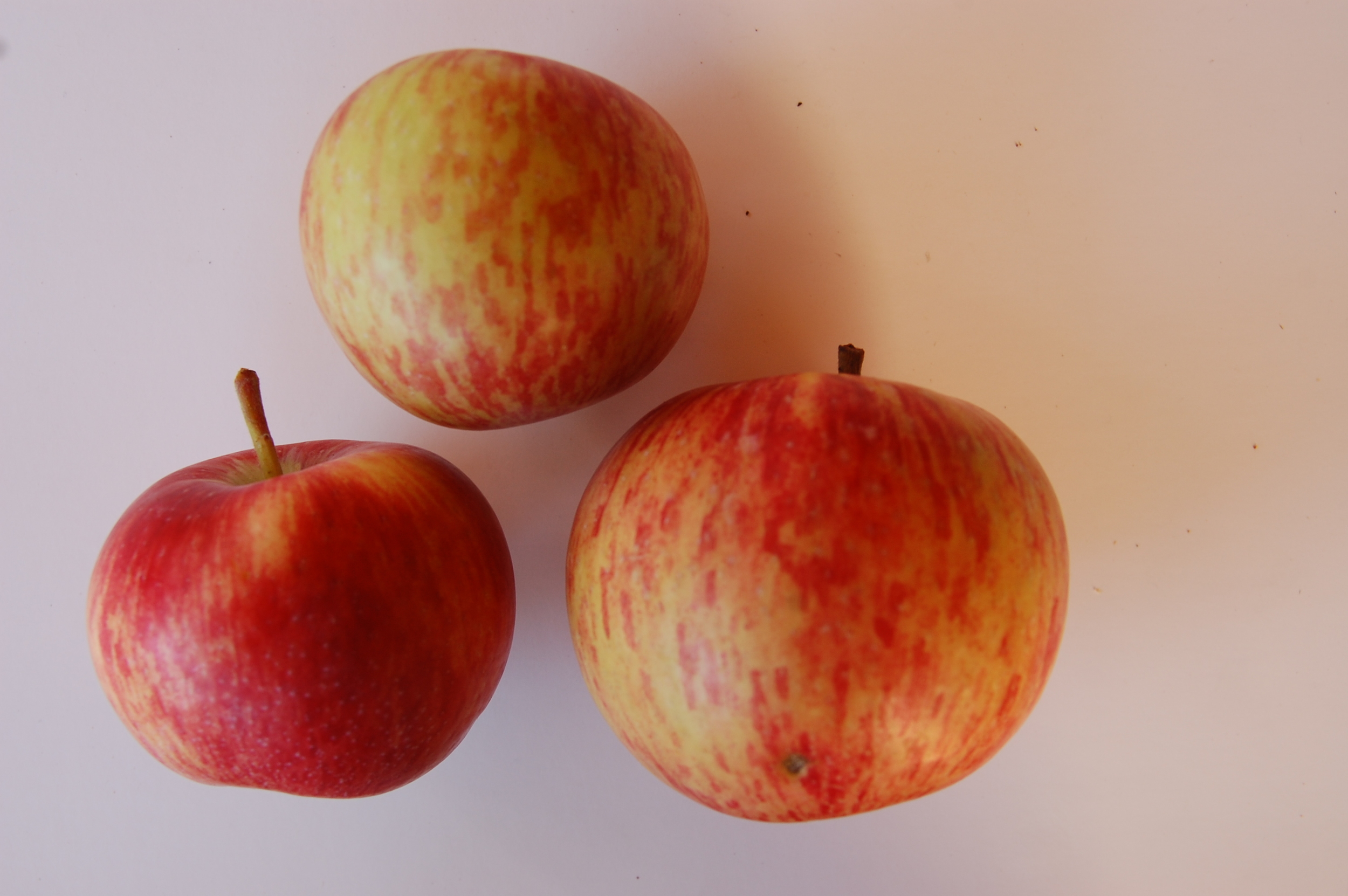 Apple Duchess of Oldenburg