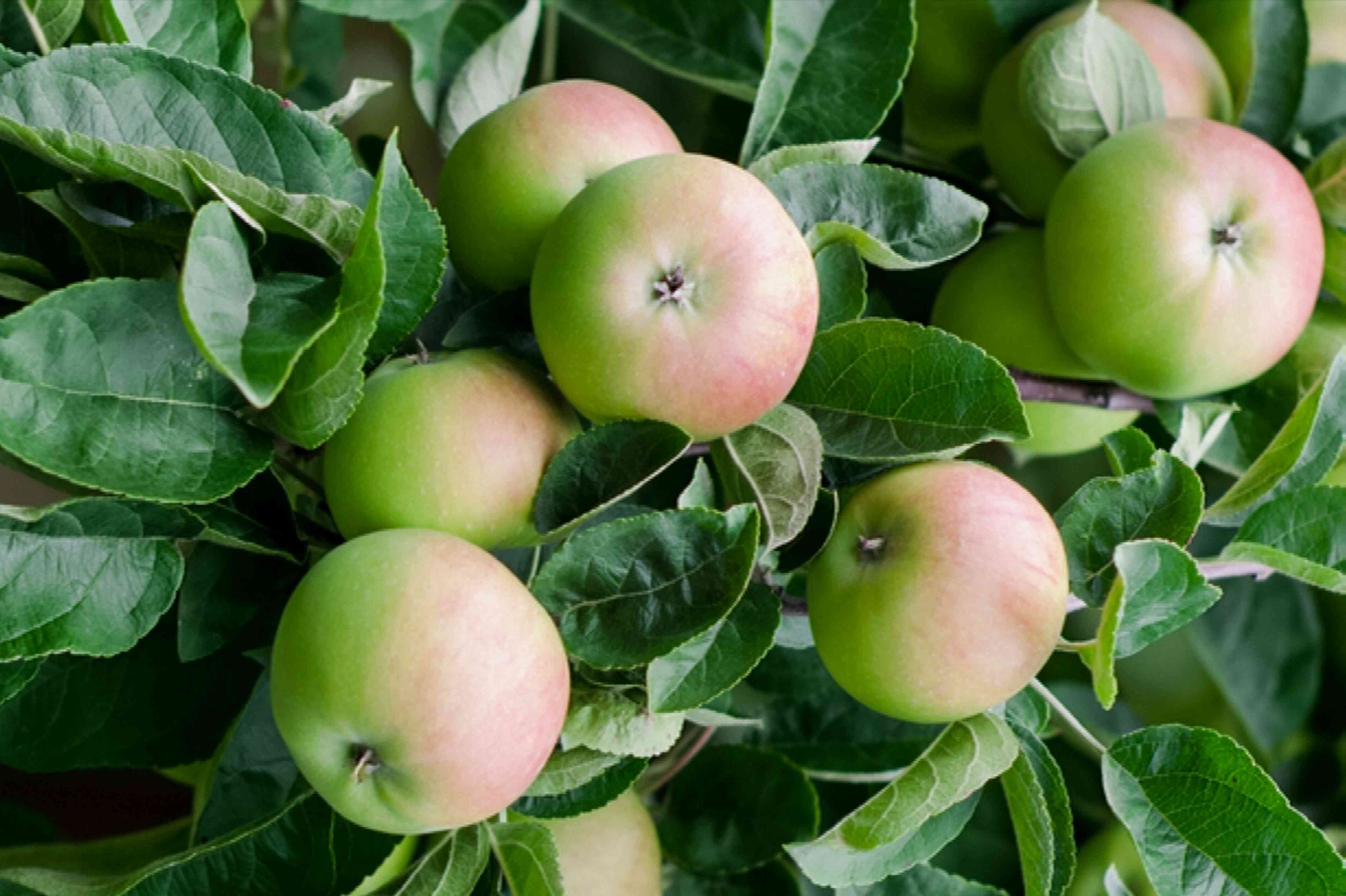 Apple Early Harvest