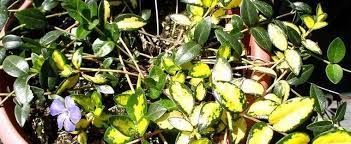 Vinca, Common Periwinkle, Creeping Myrtle, Variegated Vinca Illumination