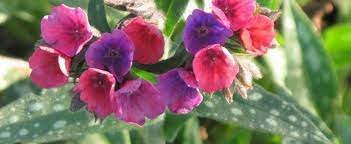 Pulmonaria, Bethlehem Sage, Jerusalem Sage, Lungwort Raspberry Splash