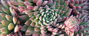 Sempervivum, Hen-and-Chickens, Houseleek, Old Man & Woman, Roof House Leek