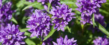 Campanula, Clustered Bellflower, Danes Blood Superba