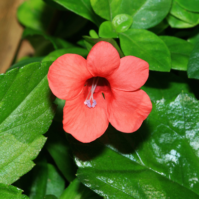 Barleria Species, Coral Creeper, Red Barleria
