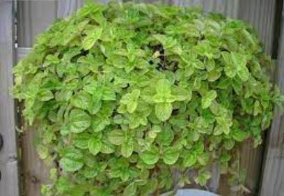 Pilea Species, Creeping Charlie