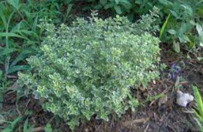 Thymus, Variegated Lemon Thyme Variegata