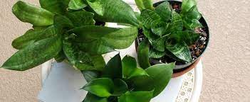 Sansevieria, Birds Nest Snake Plant, Good Luck Plant Hahnii