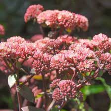Hylotelephium, Sedum, Showy Stonecrop Xenox
