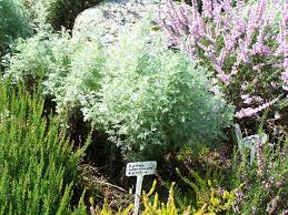 Roman Wormwood