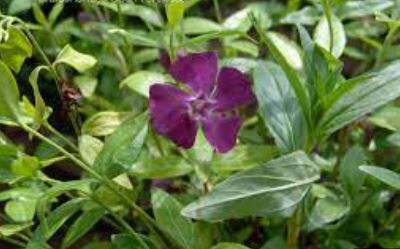 Vinca, Common Periwinkle, Creeping Myrtle, Flower-of-Death, Wine Periwinkle Atropurpurea