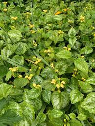 Yellow Archangel Florentinum