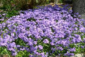 Phlox, Creeping Phlox, Moss Phlox Sherwood Purple