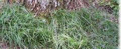 Liriope, Creeping Lily Turf, Lilyturf, Monkey Grass 'Silver Dragon'