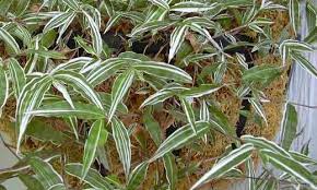 Variegated Basket Grass Variegatus