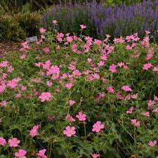 Geranium, Cranesbill, Hardy Geranium Claridge Druce