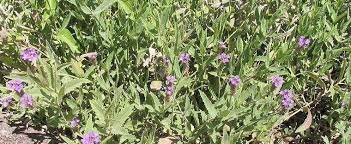 Verbena Species, Rough Verbena, Upright Verbena, Tuberous Vervain