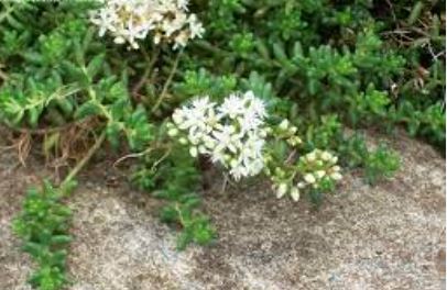 Sedum Species, Creeping Stonecrop, White Stonecrop
