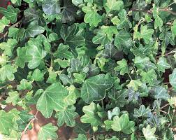 English Ivy, Common Ivy Duck Foot