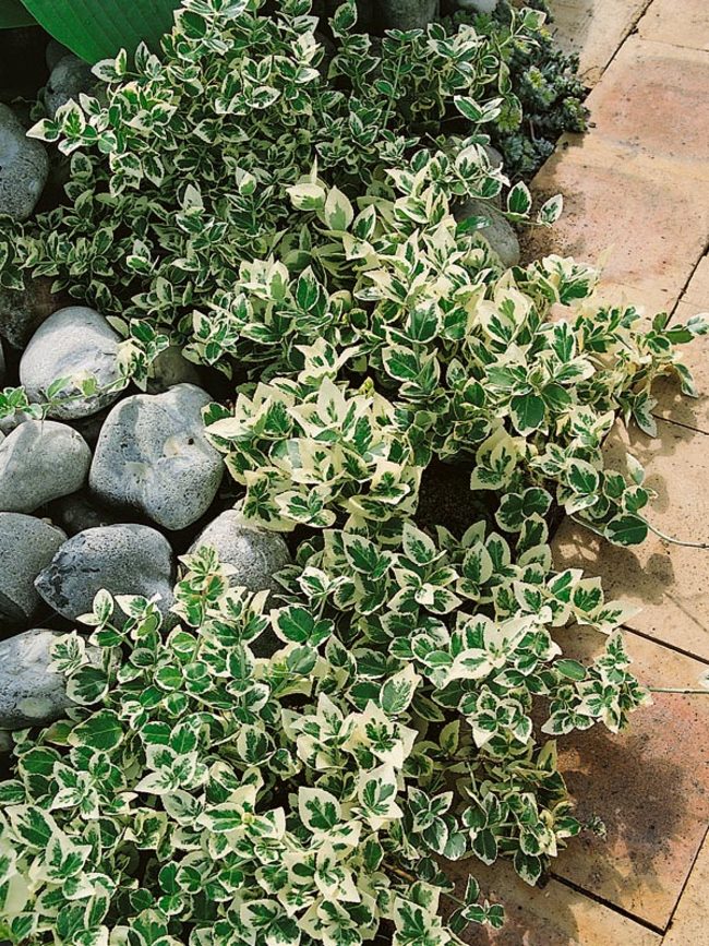 Euonymus, Wintercreeper Emerald Gaiety