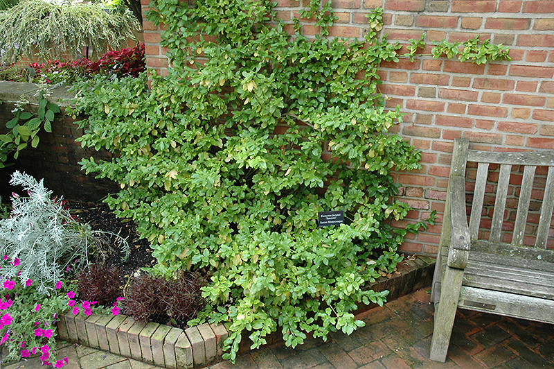 Euonymus, Wintercreeper Sarcoxie