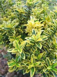 Euonymus, Boxleaf Euonymus, Japanese Spindletree Microphyllus Aureovariegatus