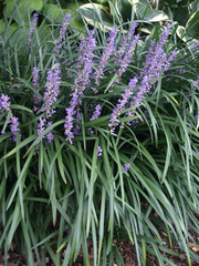 Liriope, Lily Turf, Lilyturf, Monkey Grass 'Big Blue'