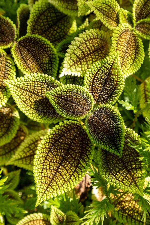 Pilea, Friendship Plant, Panamiga Moon Valley