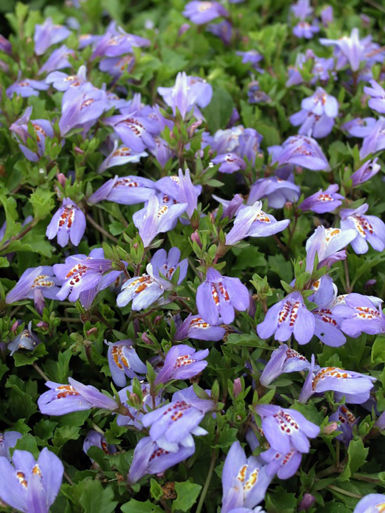 Mazus Purple