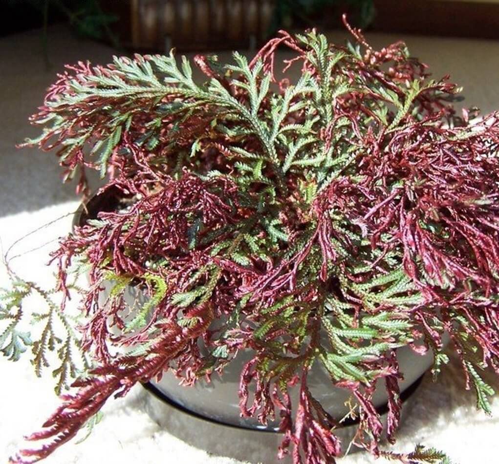 Selaginella, Ruby Red Selaginella Sanguinea