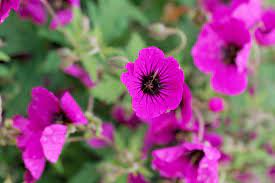 Geranium, Cranesbill, Hardy Geranium Ann Folkard