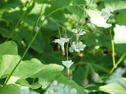 White Insideout Flower