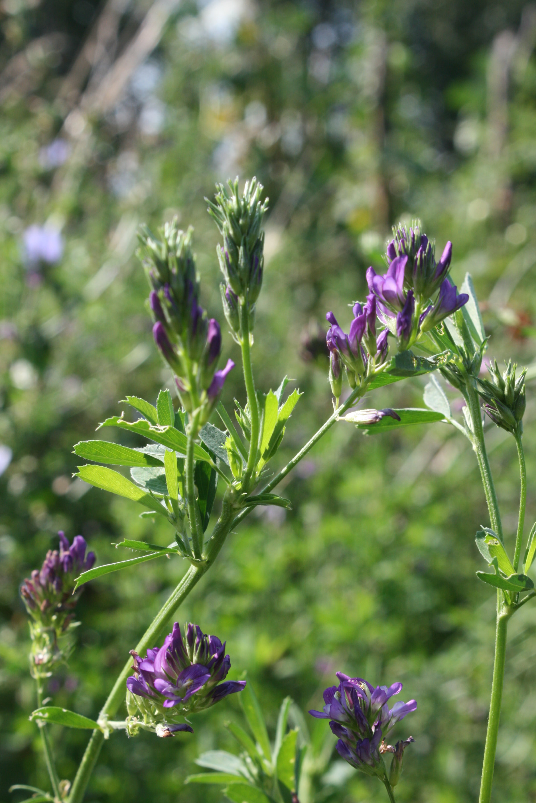 Medicago Species, Alfalfa, Lucerne
