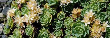 Rhodiola Species, Afghan Stonecrop, Gray Stonecrop