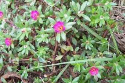 Pink Purslane, Kiss Me Quick, Chisme, Shaggy Portulaca