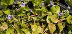 Lindernia Species, Blue Moneywort, Savannah False Pimpernel
