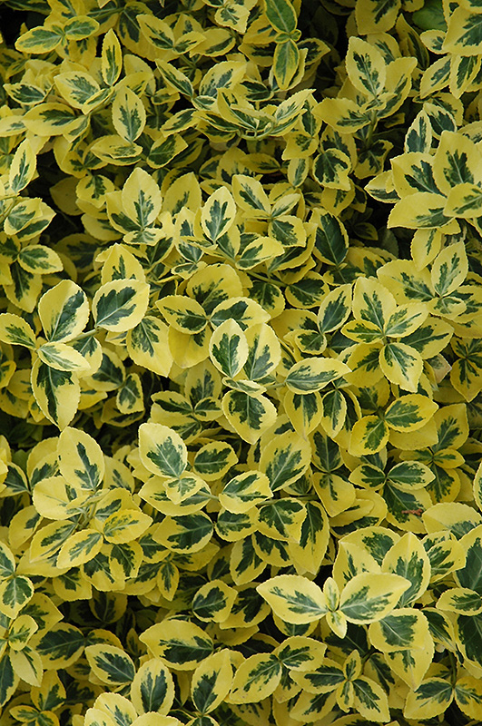 Euonymus, Wintercreeper Emerald & Gold